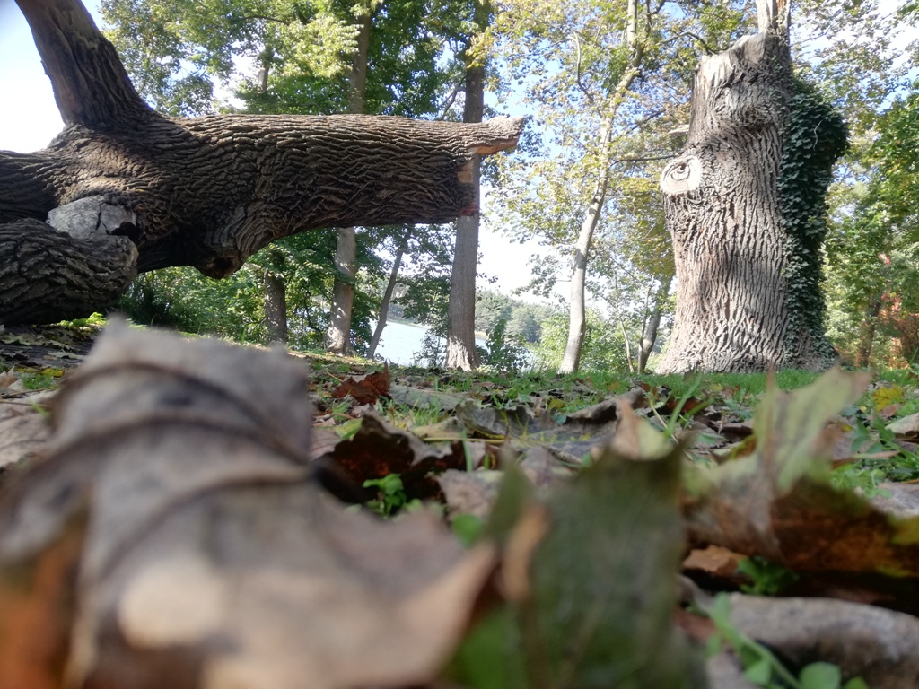 Tamara Andrzejewska.jpg